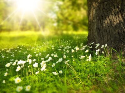 flowers, meadow, flower background-276014.jpg